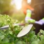 Professionelle Rasenarbeiten in Potsdam, Berlin und Umgebung – Perfekte Pflege für Ihren Garten