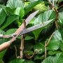 Schnitt und Formgebung von Bäumen und Sträuchern im Garten