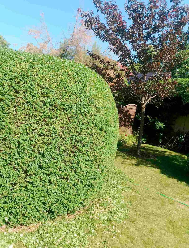 Gartenpflege, Gartenarbeit, Gartengestaltung, Gartenwirtschaft, Gartenpflegearbeit, Gartenbewirtschaftung, Gr&uuml;npflege, Gartenunterhalt, Gartenkultivierung, Gartenwartung 