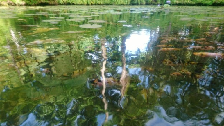 Teichpflege Potsdam, Teichpflege Berlin, Pflege von Gartenteichen, Schwimmteich reinigen, Koi-Teich Pflege