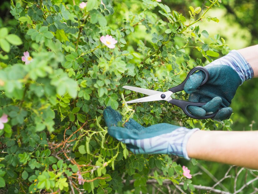 Bäume richtig schneiden, Sträucher pflegen Garten, Formgebung Bäume und Sträucher, Schnitttechniken Gartenpflege, Obstbäume schneiden, Heckenpflege Anleitung