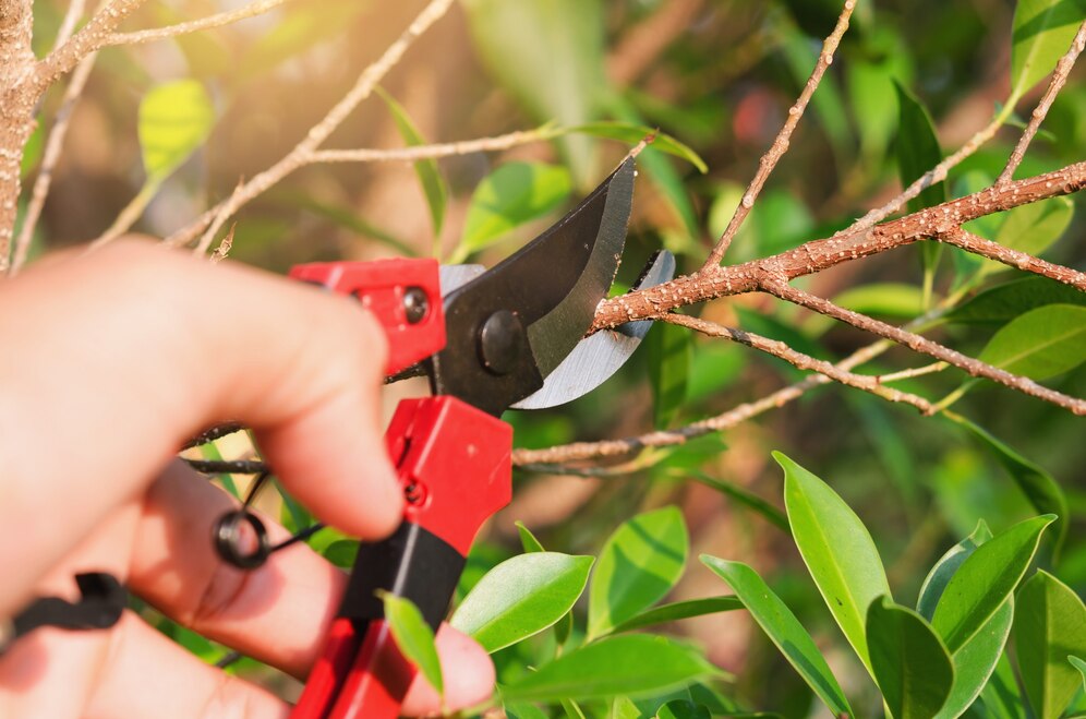 Baumschnitt Garten, Sträucherschnitt Tipps, Bäume richtig schneiden, Sträucher pflegen Garten, Formgebung Bäume und Sträucher, Schnitttechniken Gartenpflege, Obstbäume schneiden, Heckenpflege Anleitung